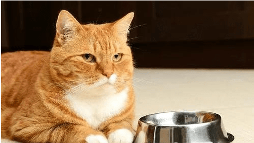 猫粮怎么保存