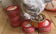 猫罐头跟狗罐头有什么区别
