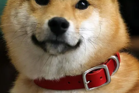 狗狗的项圈要一直带么