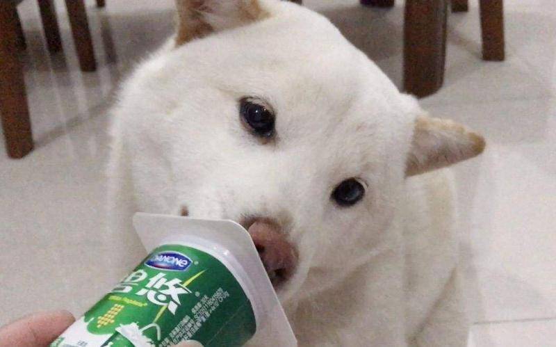 狗可以吃酸奶吗 狗可以吃酸奶吗