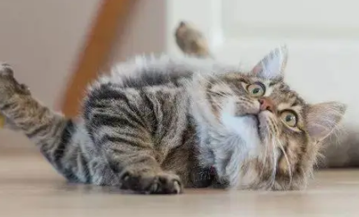 猫罐头里的卡拉胶竟然是“隐形杀手”? 猫罐头里的卡拉胶竟然是“隐形杀手”?
