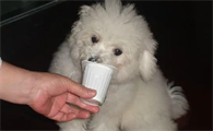 比熊狗狗能吃酸奶吗