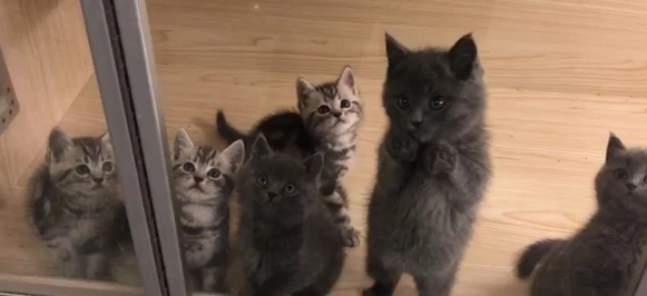 猫舍是干嘛的 猫舍是干嘛的