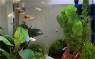 鱼缸水变浑浊?鱼缸怎样保持水质?
