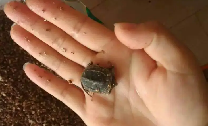刚出壳的草龟怎么处理?这个方法可行 刚出壳的草龟怎么处理?这个方法可行