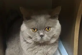 猫咪应该怎么吃营养膏呢 猫咪应该怎么吃营养膏呢