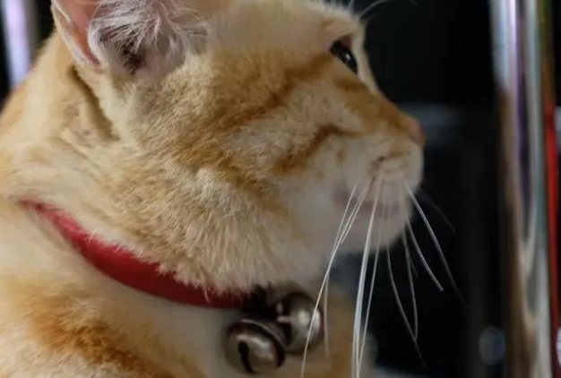 猫咪带项圈好吗