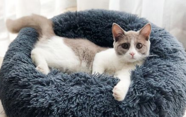 怎么让猫咪睡自己的窝