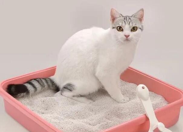 哪款猫砂便宜又好用