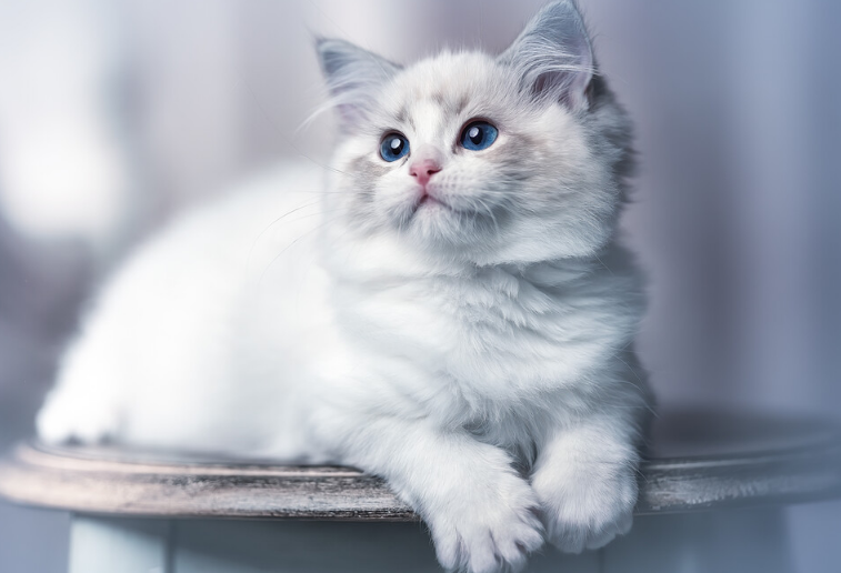 布偶猫粮价格
