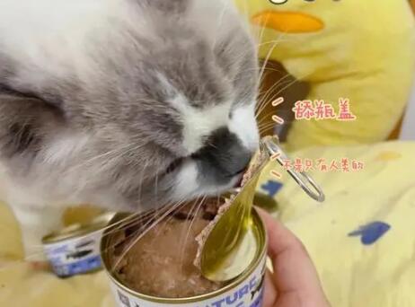 猫咪罐头怎么选
