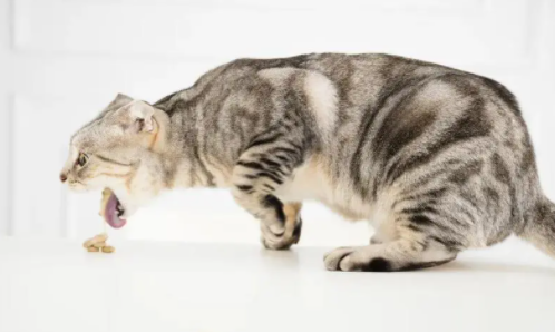 猫咪呕吐吃什么药？一起来看看吧