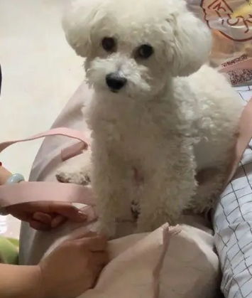 女孩收拾包裹要离家,狗狗的反应让人动容:它其实什么都懂 女孩收拾包裹要离家,狗狗的反应让人动容:它其实什么都懂