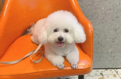 一起来看看比熊为什么这么粘人~