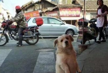 为了吃肉狗豁出去了，肉摊前坐了好数小时