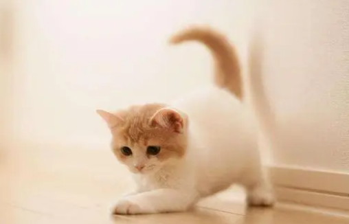 一个月小猫可以吃猫罐头吗,为什么? 一个月小猫可以吃猫罐头吗,为什么?