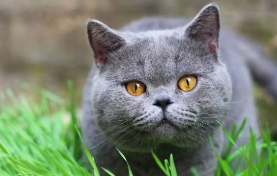 科普：什么品种的猫不掉毛？