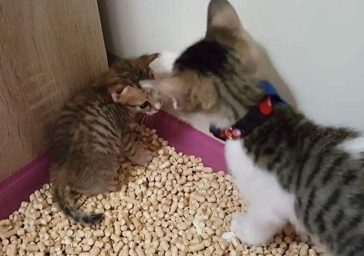猫砂要倒多少合适