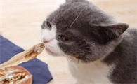 宠物猫零食吃什么