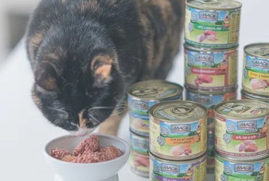 猫能不能吃猫罐头
