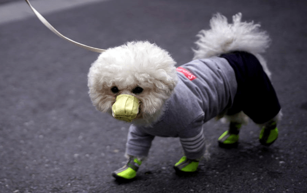 狗狗穿衣服真的舒服吗 狗狗穿衣服真的舒服吗