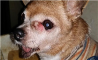 狗眼睛红肿突出是怎么回事，你一定要看