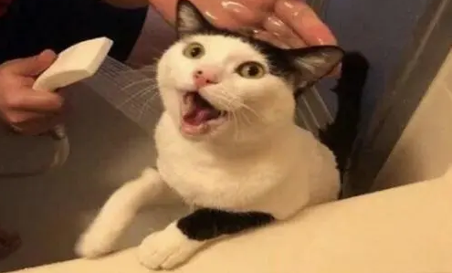 猫咪为啥抗拒洗澡?不是因为讨厌水 猫咪为啥抗拒洗澡?不是因为讨厌水