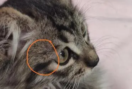 猫咪头顶有结痂的东西,怎么办? 猫咪头顶有结痂的东西,怎么办?