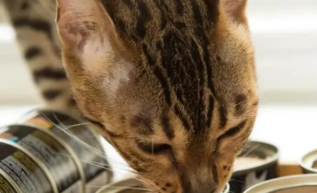 猫罐头和猫粮可以混吃吗?来看看吧 猫罐头和猫粮可以混吃吗?来看看吧