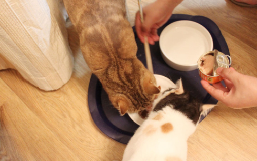 猫罐头要加水吗