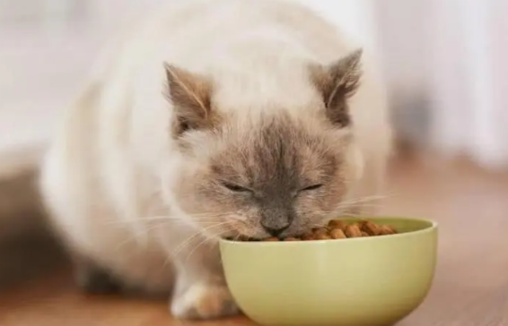 哪个牌子的猫粮对猫咪好