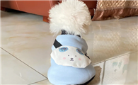 小狗衣服多少钱一件