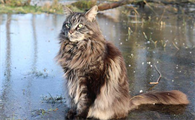 体型最大的猫是什么?想知道的来看看吧