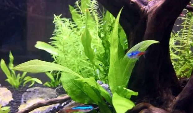生态鱼缸里的水草选择