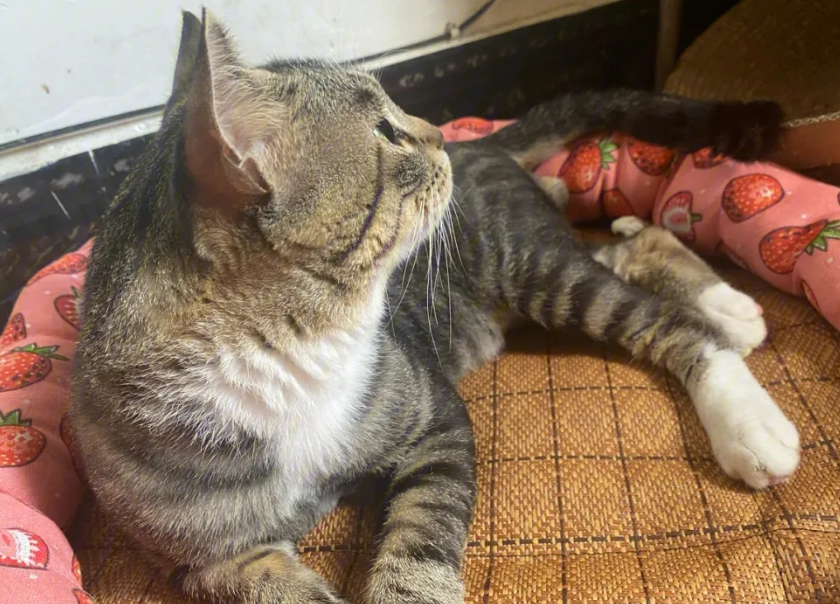 狸花猫的性格特点是这个！