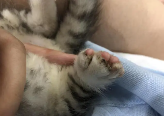 猫爪子上有猫癣怎么办?该这样做! 猫爪子上有猫癣怎么办?该这样做!