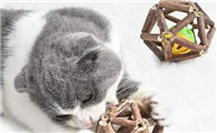 猫咪玩具买什么好