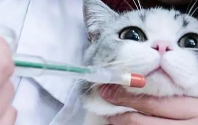 猫咪吃人的阿莫西林的用量 猫咪吃人的阿莫西林的用量
