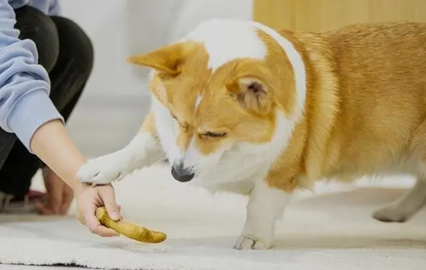 适合狗狗的耐咬玩具