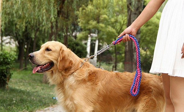 大型犬牵引绳应该多长