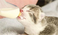 小猫喝什么奶粉