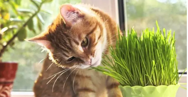 猫吃猫草只是为了吐毛球?猫草的五种功能你知道几个? 猫吃猫草只是为了吐毛球?猫草的五种功能你知道几个?