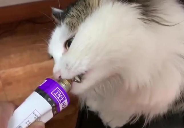 猫咪营养膏怎么喂