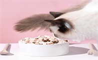 猫咪吃冻干好还是罐头好