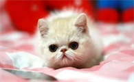 宠物猫多少钱