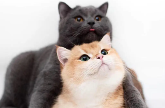 我来告诉你，猫猫几个月大算是成年猫？