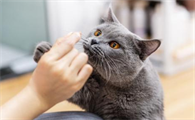 为什么买猫一般都买公猫,你们知道吗?