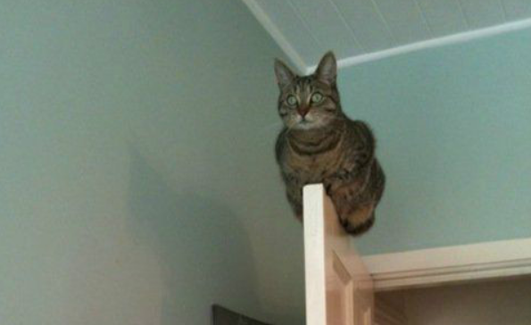 如何判断猫摔的严重？三招教会你
