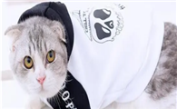 宠物猫的衣服怎么织呀