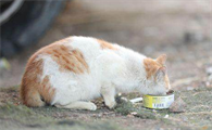 小猫啥时候可以吃罐头